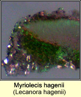 Myriolecis hagenii (Lecanora hagenii)