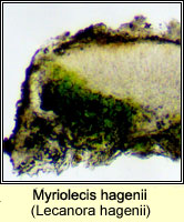 Myriolecis hagenii (Lecanora hagenii)