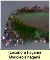 Myriolecis hagenii (Lecanora hagenii)