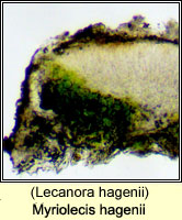 Myriolecis hagenii (Lecanora hagenii)