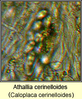 Athallia cerinelloides (Caloplaca cerinelloides)