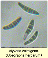 Alyxoria culmigena (Opegrapha herbarum