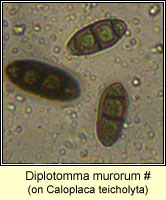 Diplotomma murorum, spores