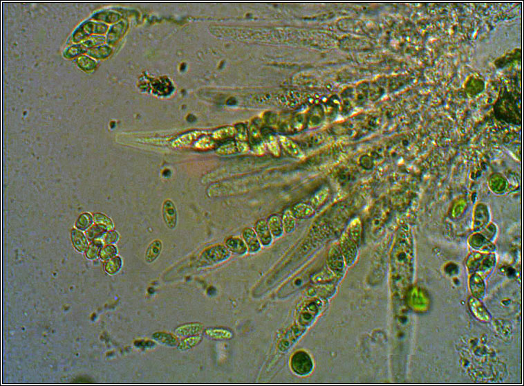 Placidium squamulosum