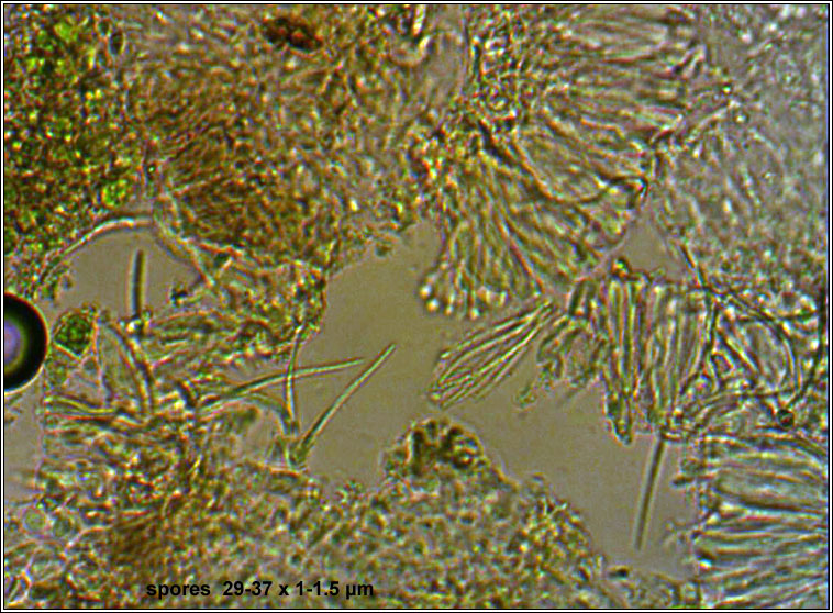 Bacidia chloroticula
