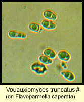 Vouauxiomyces truncatus (Abrothallus microspermus)