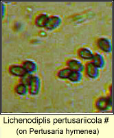 Lichenodiplis pertusariicola, Laeviomyces