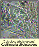 Kuettlingeria albolutescens (Caloplaca albolutescens)