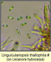 Unguiculariopsis thallophila