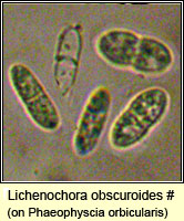 Lichenochora obscuroides