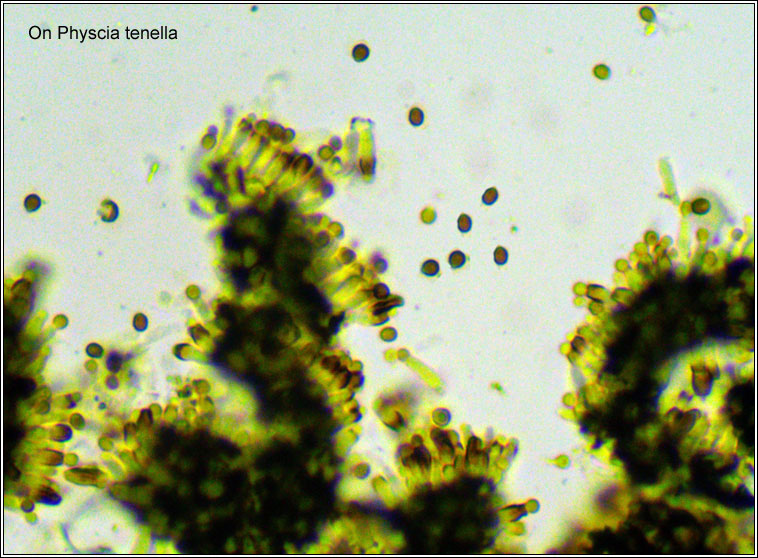 Lichenoconium usneae