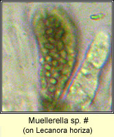 Muellerella sp