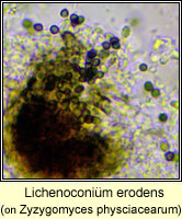 Lichenoconium erodens