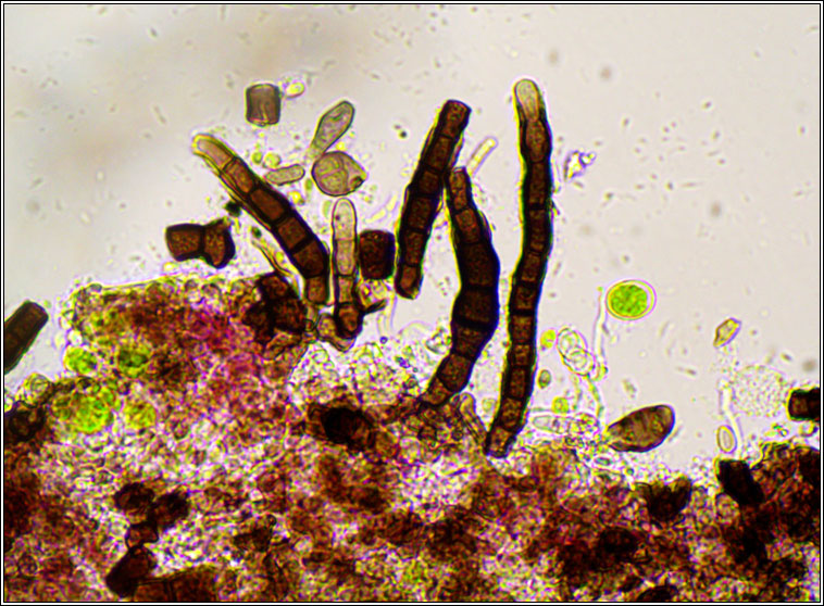 Taeniolella phaeophysciae
