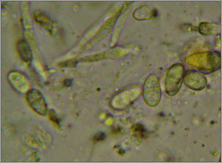 Lichenochora physciicola