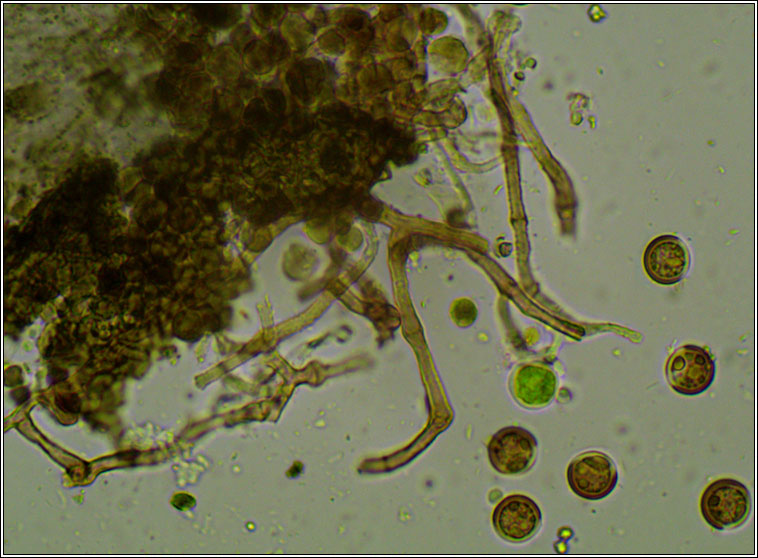 Licea parasitica, lichenicolous myxomycete