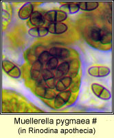Muellerella sp, in Rinodina oleae