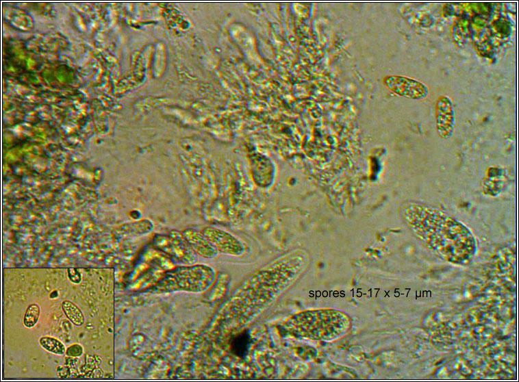Placopyrenium fuscellum, spores