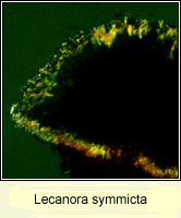 Lecanora symmicta