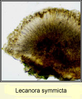 Lecanora symmicta