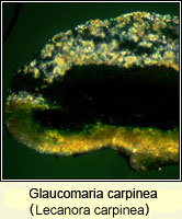 Glaucomaria carpinea (Lecanora carpinea)