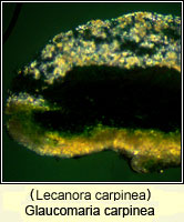 Glaucomaria carpinea (Lecanora carpinea)