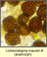 Lichenostigma maureri, plurivorous