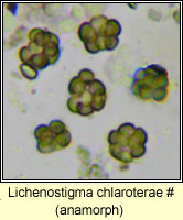Lichenostigma chlaroterae, on Lecanora