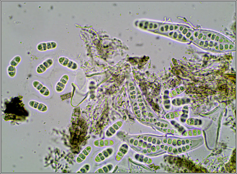 Tomasellia gelatinosa