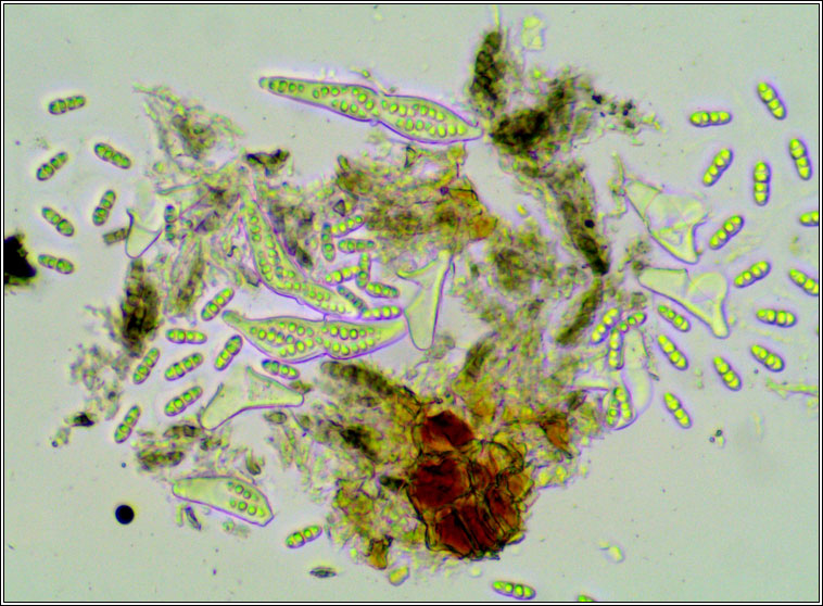 Tomasellia gelatinosa