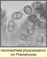 Xenonectriella physciacearum, on Phaeophyscia