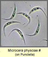Microcera physciae, on Punctelia