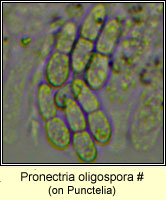 Pronectria oligospora, on Punctelia