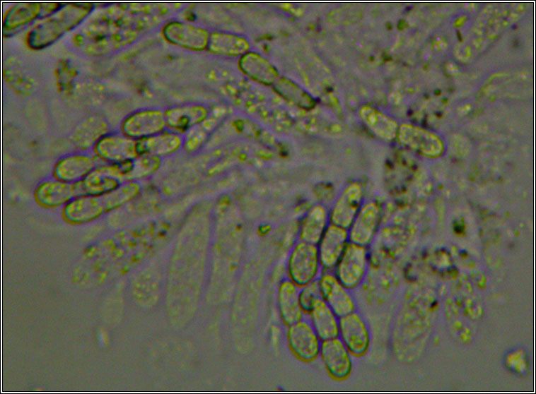 Pronectria oligospora