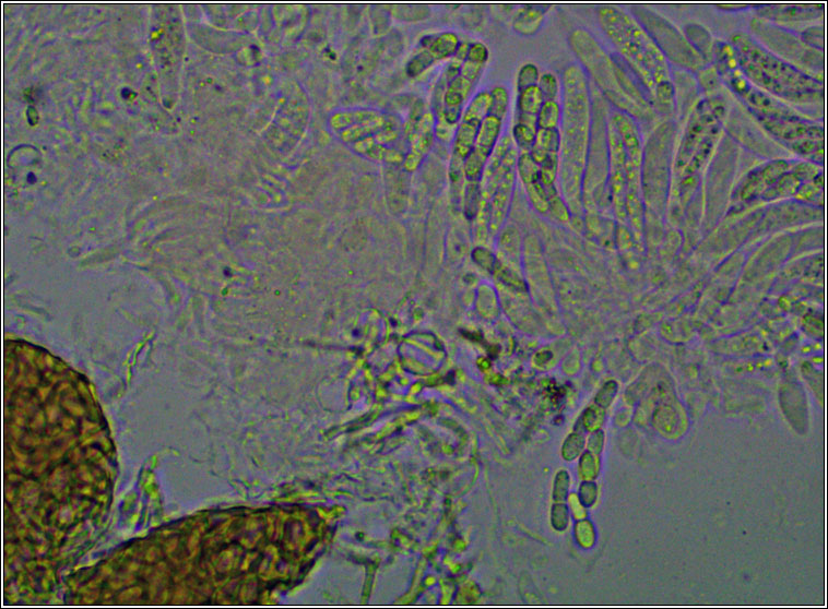 Pronectria oligospora