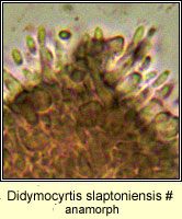 Didymocyrtis slaptoniensis (anamorph)