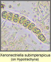 Xenonectriella subimperspicua, on Hypotrachya
