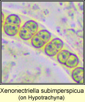 Xenonectriella subimperspicua, on Hypotrachya