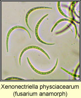 Xenonectriella physciacearum, anamorph on Phaeophyscia