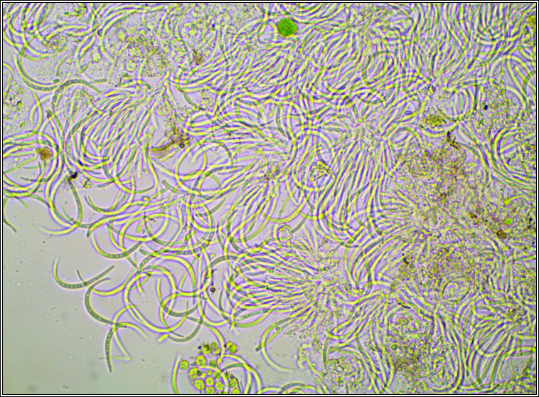Xenonectriella physciacearum (anamorh)