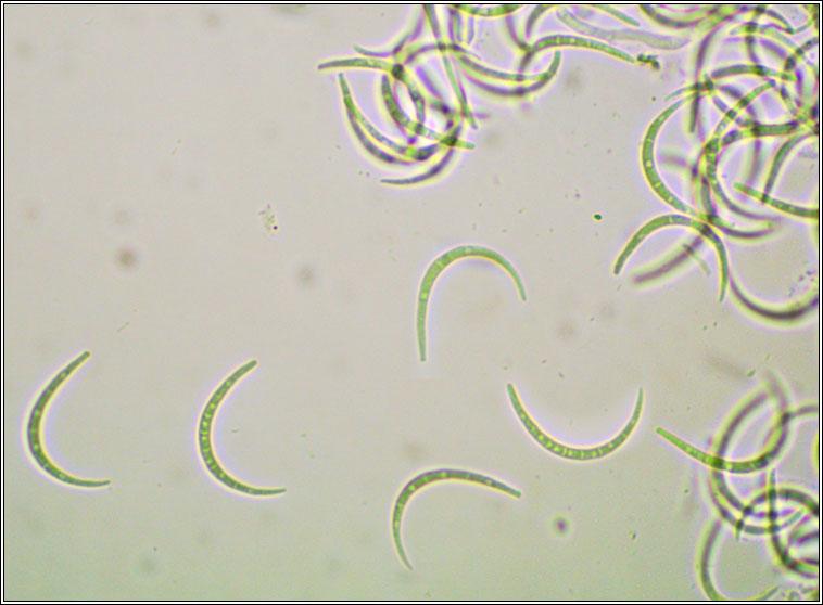 Xenonectriella physciacearum (anamorh)