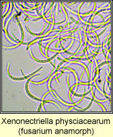 Xenonectriella physciacearum, anamorph on Phaeophyscia