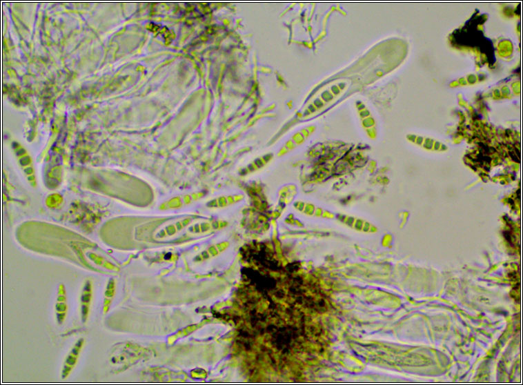 Alyxoria viridipruinosa, Opegrapha viridipruinosa