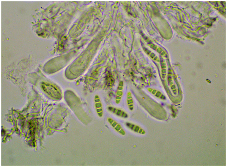 Alyxoria viridipruinosa, Opegrapha viridipruinosa