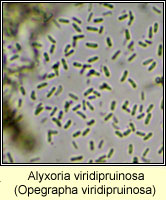 Alyxoria viridipruinosa (Opegrapha viridipruinosa)