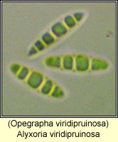 Alyxoria viridipruinosa (Opegrapha viridipruinosa)