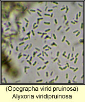 Alyxoria viridipruinosa (Opegrapha viridipruinosa)