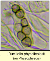 Buelliella physciicola, on Phaeophyscia