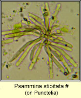 Psammina stipitata, on Punctelia