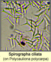 Spirographa ciliata on Polycauliona polycarpa